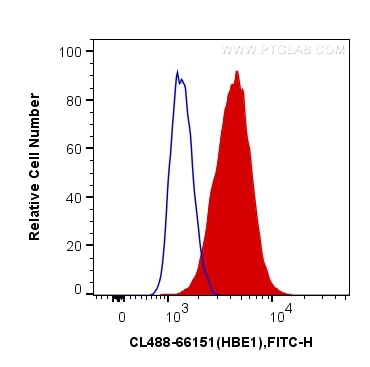 Flow cytometry (FC) experiment of SH-SY5Y cells using CoraLite® Plus 488-conjugated HBE1-Specific Monocl (CL488-66151)