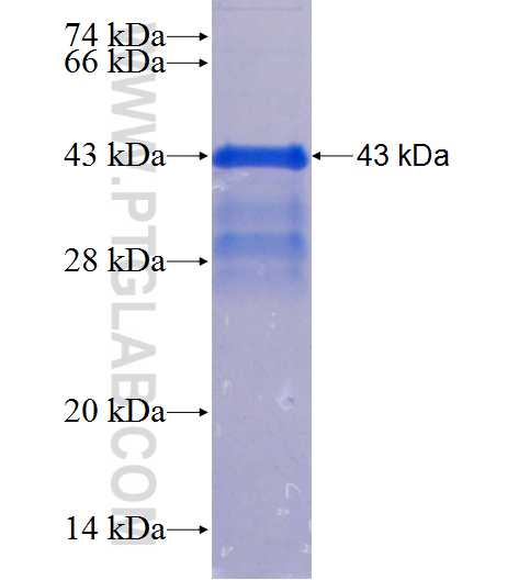 HBEGF fusion protein Ag10716 SDS-PAGE
