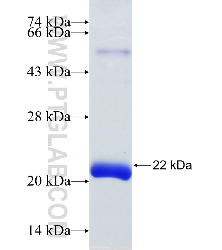 HBEGF fusion protein Ag10941 SDS-PAGE
