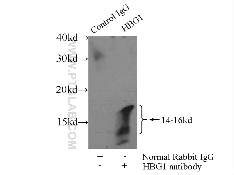 Immunoprecipitation (IP) experiment of K-562 cells using HBG1 Polyclonal antibody (25728-1-AP)