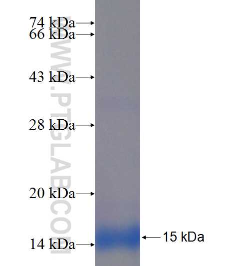 HBG1 fusion protein Ag22781 SDS-PAGE