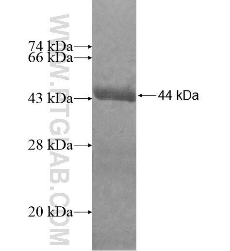 HBG1 fusion protein Ag12721 SDS-PAGE