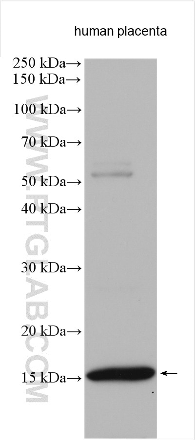 Western Blot (WB) analysis of human placenta tissue using HBG1-Specific Polyclonal antibody (19993-1-AP)