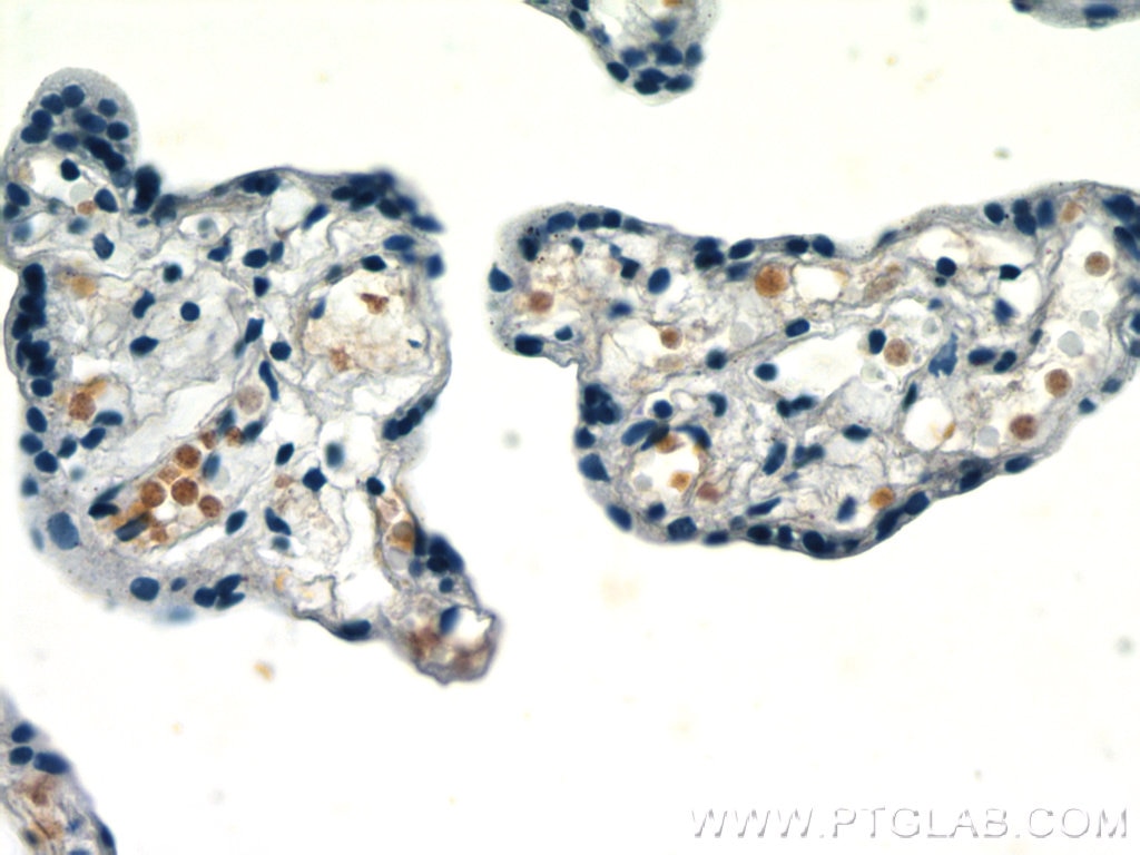 IHC staining of human placenta using 66168-1-Ig