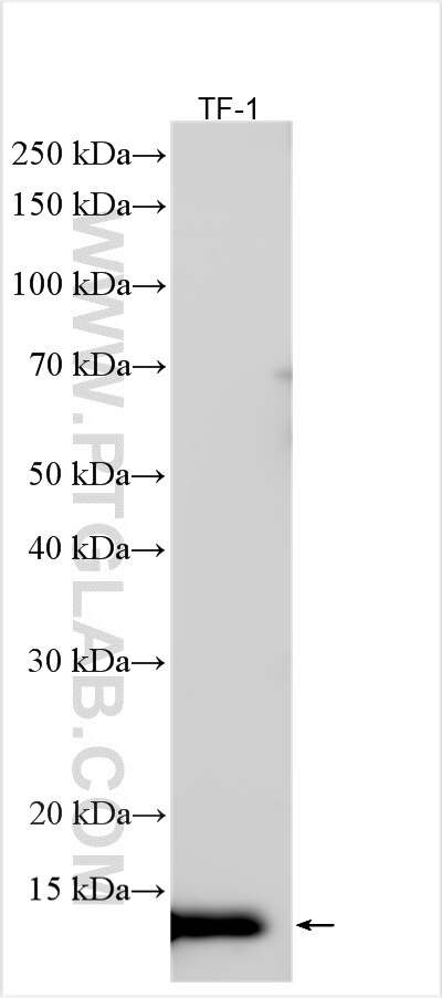 Western Blot (WB) analysis of various lysates using HBG2 Polyclonal antibody (31753-1-AP)