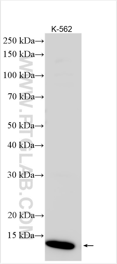 Western Blot (WB) analysis of various lysates using HBG2 Polyclonal antibody (31753-1-AP)