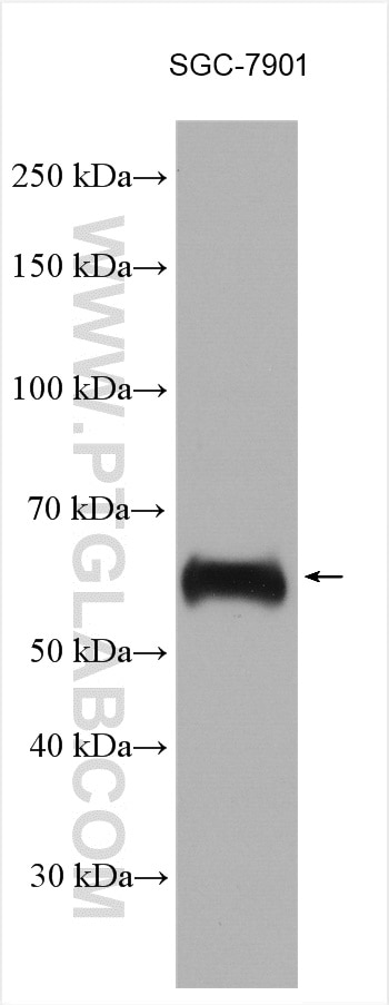 Western Blot (WB) analysis of various lysates using HBP1 Polyclonal antibody (11746-1-AP)