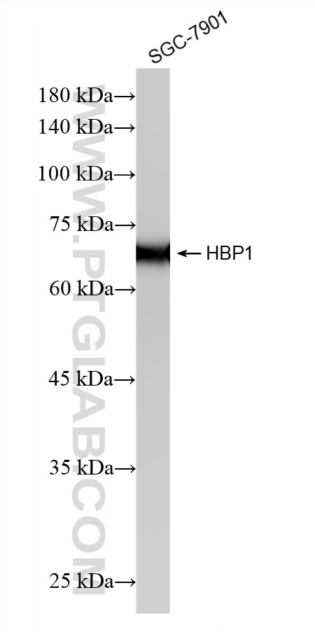 WB analysis using 87616-1-RR (same clone as 87616-1-PBS) Western Blot (WB) analysis of various lysates using HBP1 Recombinant monoclonal antibody (87616-1-RR)