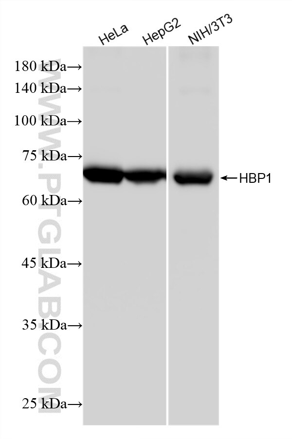 WB analysis using 87616-1-RR (same clone as 87616-1-PBS) Western Blot (WB) analysis of various lysates using HBP1 Recombinant monoclonal antibody (87616-1-RR)