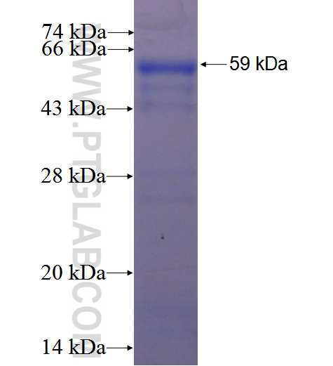 HBP1 fusion protein Ag2342 SDS-PAGE