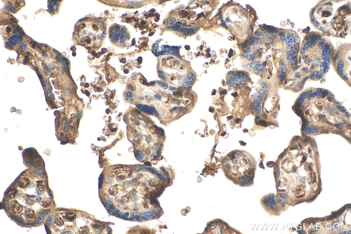 Immunohistochemistry (IHC) staining of human placenta tissue using HBQ1 Polyclonal antibody (16706-1-AP)