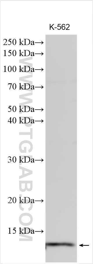 Western Blot (WB) analysis of various lysates using HBQ1 Polyclonal antibody (16706-1-AP)