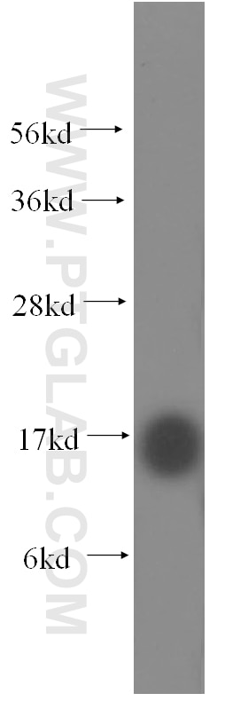 HBQ1