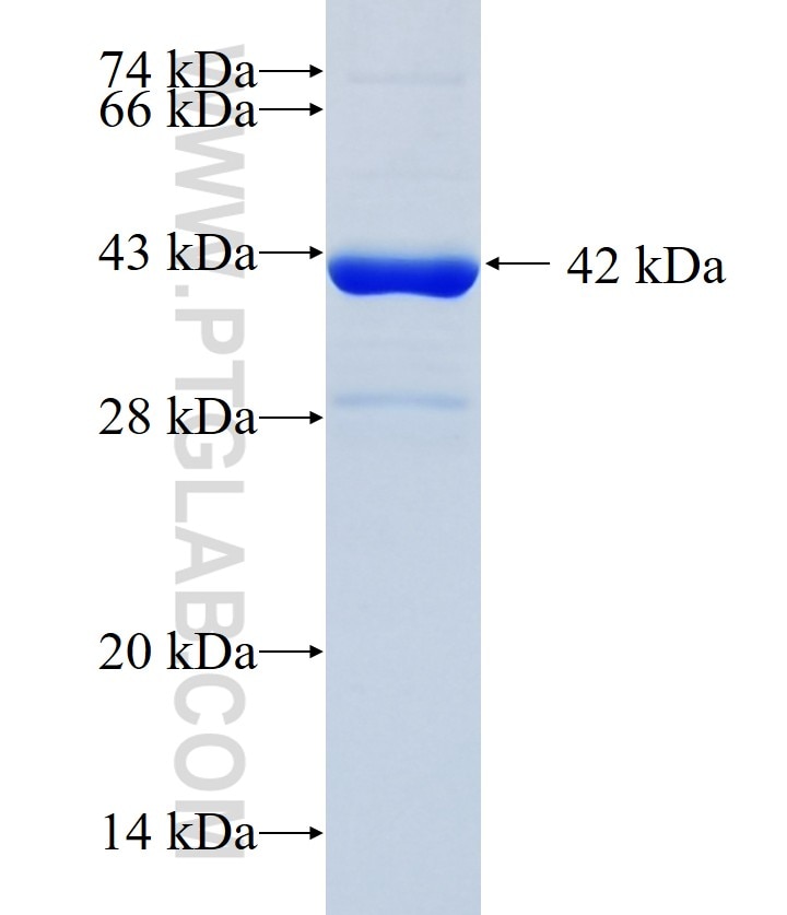 HBQ1 fusion protein Ag10105 SDS-PAGE