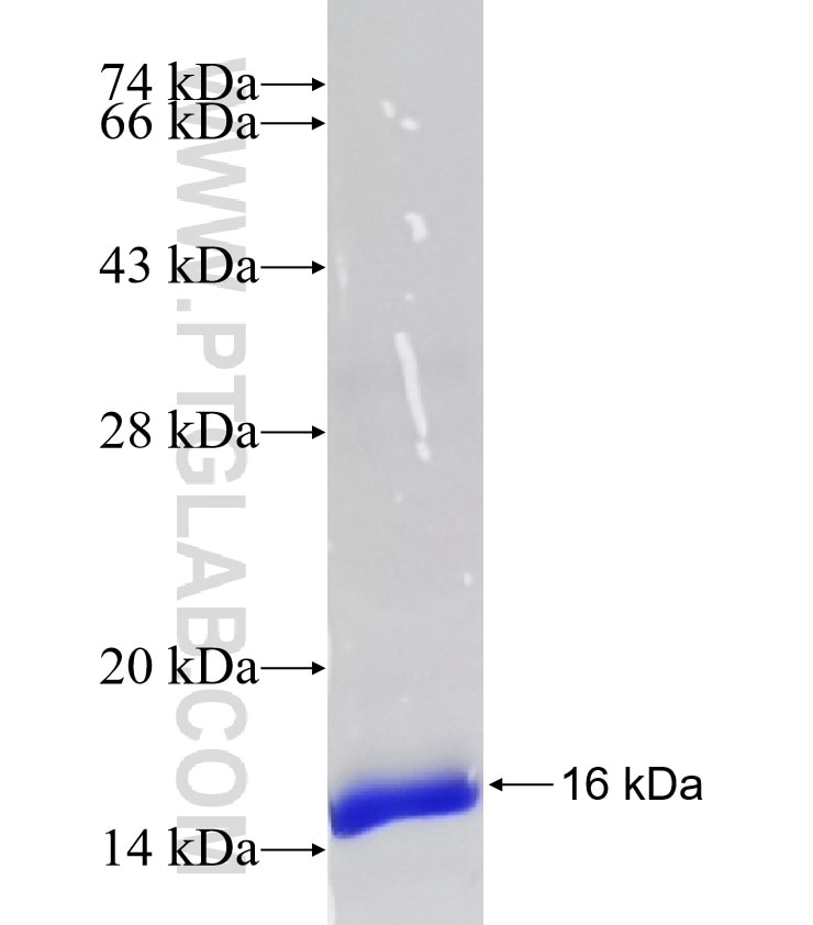 HBQ1 fusion protein Ag10132 SDS-PAGE