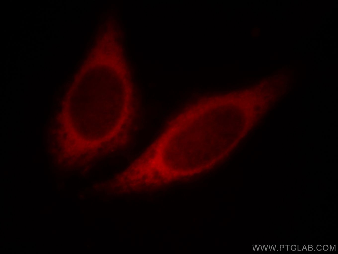 Immunofluorescence (IF) / fluorescent staining of HepG2 cells using HBS1L Polyclonal antibody (10359-1-AP)