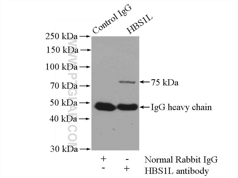 Immunoprecipitation (IP) experiment of mouse brain tissue using HBS1L Polyclonal antibody (10359-1-AP)