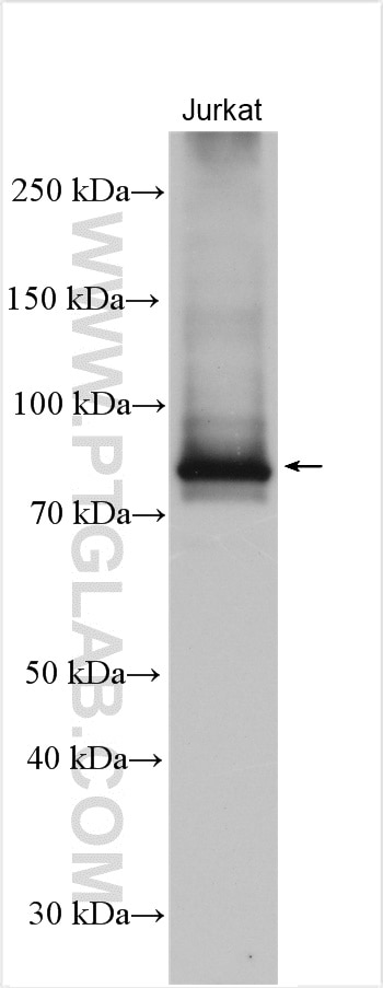 Western Blot (WB) analysis of Jurkat cells using HBS1L Polyclonal antibody (10359-1-AP)