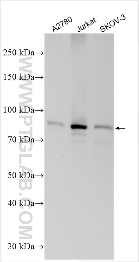 Western Blot (WB) analysis of various lysates using HBS1L Polyclonal antibody (10359-1-AP)