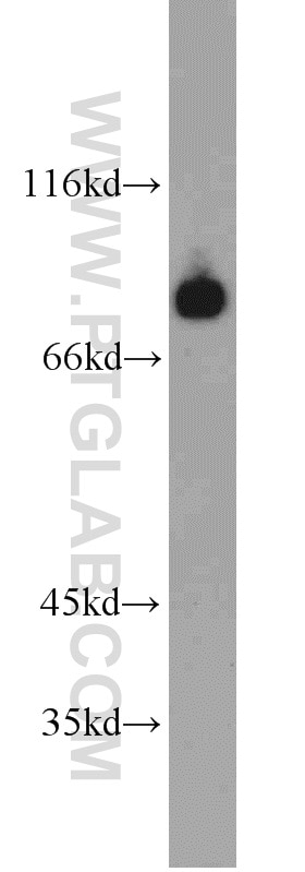 Western Blot (WB) analysis of mouse brain tissue using HBS1L Polyclonal antibody (10359-1-AP)