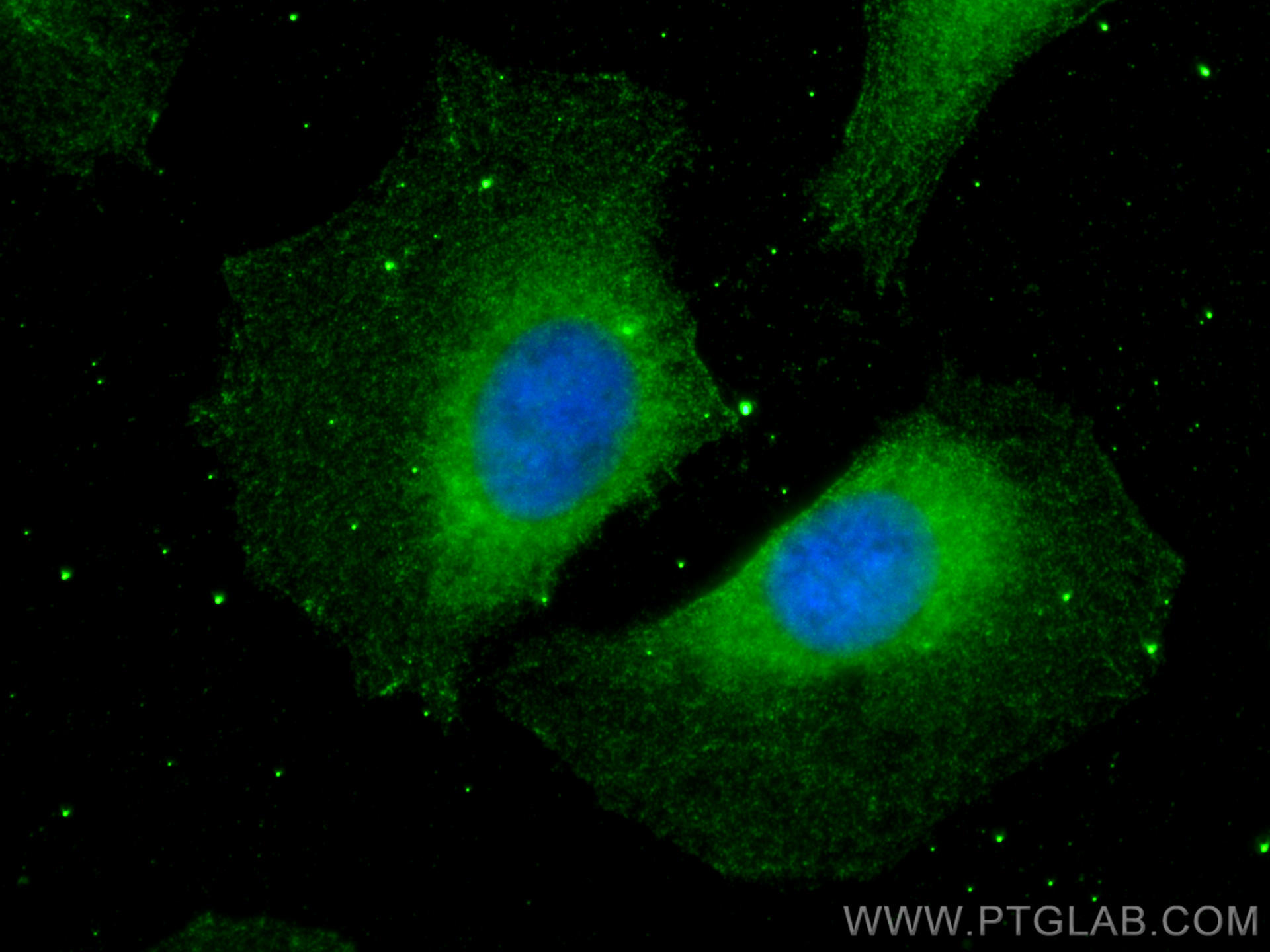 Immunofluorescence (IF) / fluorescent staining of U2OS cells using HBS1L Monoclonal antibody (68146-1-Ig)