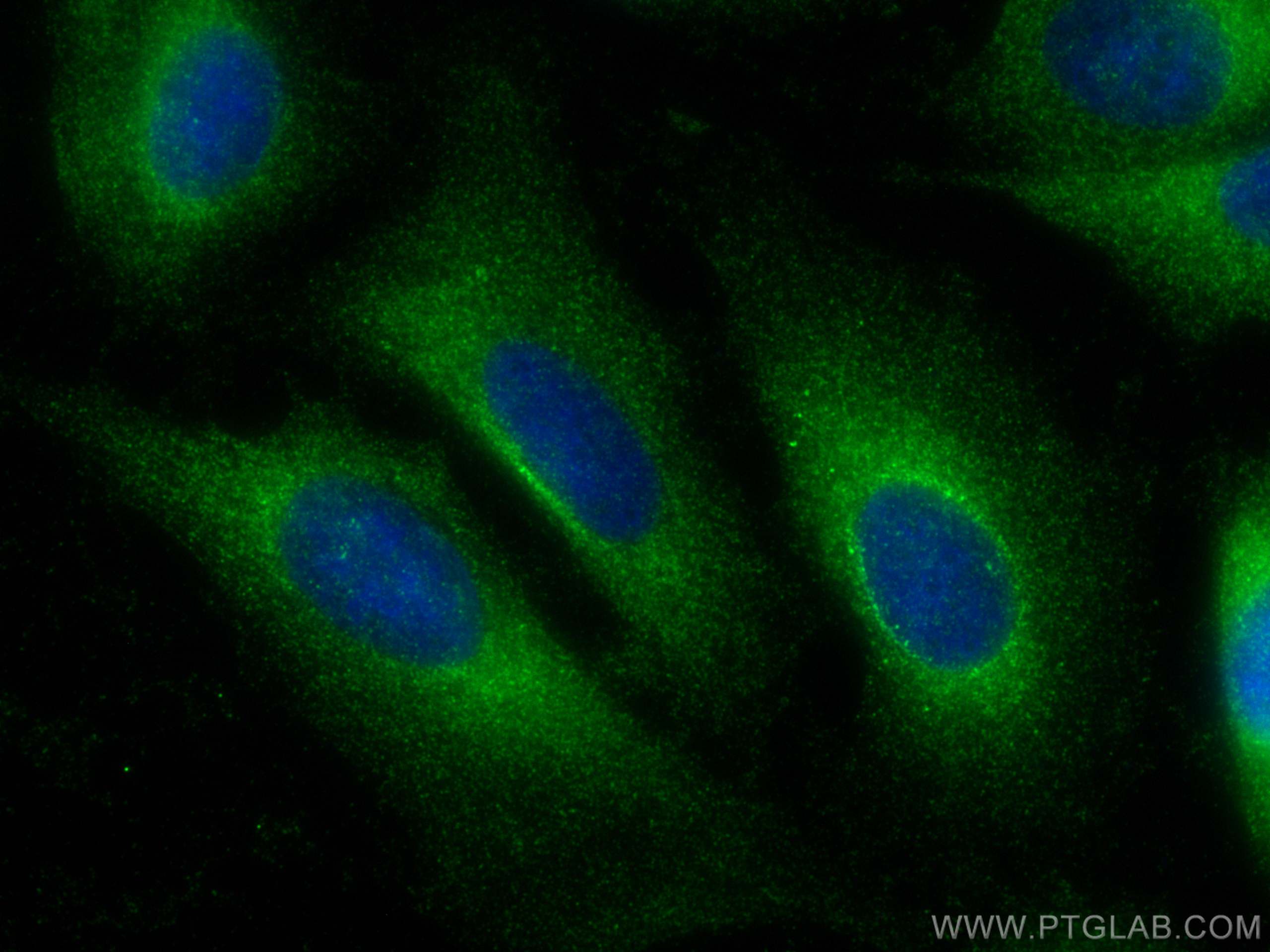 Immunofluorescence (IF) / fluorescent staining of U2OS cells using HBS1L Monoclonal antibody (68146-1-Ig)