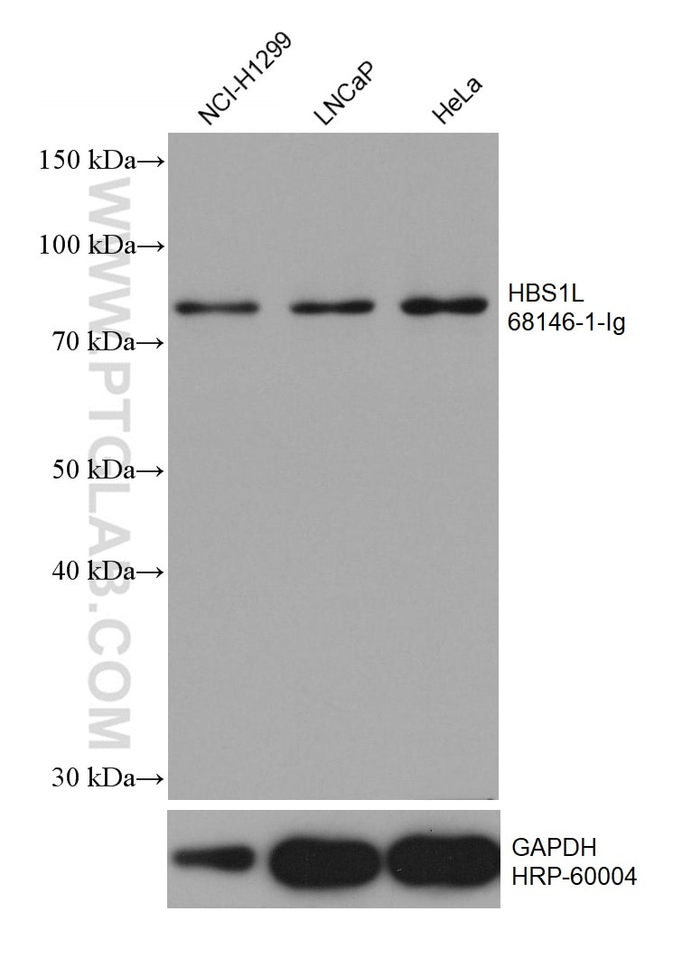 Western Blot (WB) analysis of various lysates using HBS1L Monoclonal antibody (68146-1-Ig)