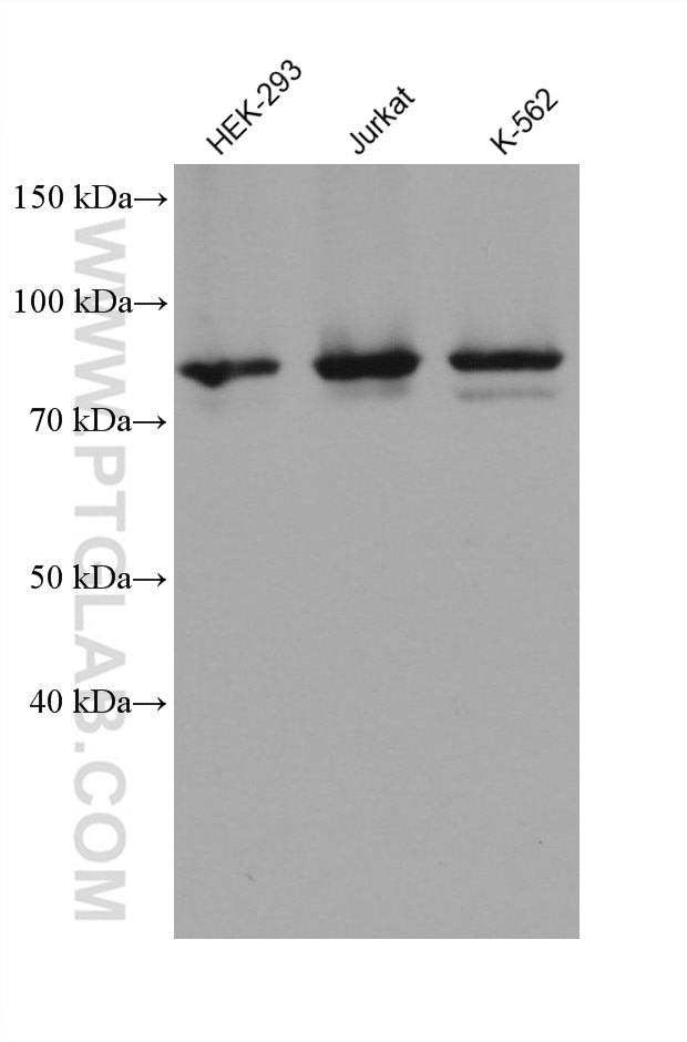 Western Blot (WB) analysis of various lysates using HBS1L Monoclonal antibody (68146-1-Ig)