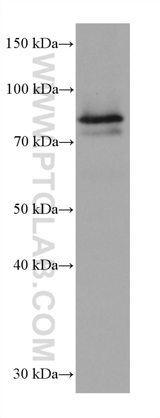 Western Blot (WB) analysis of HepG2 cells using HBS1L Monoclonal antibody (68146-1-Ig)
