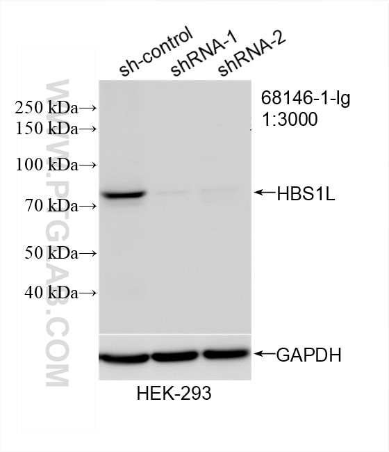 Western Blot (WB) analysis of HEK-293 cells using HBS1L Monoclonal antibody (68146-1-Ig)