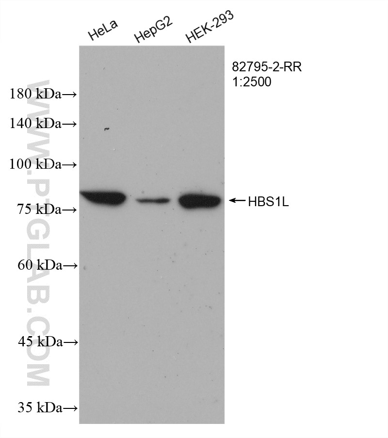 Western Blot (WB) analysis of various lysates using HBS1L Recombinant antibody (82795-2-RR)