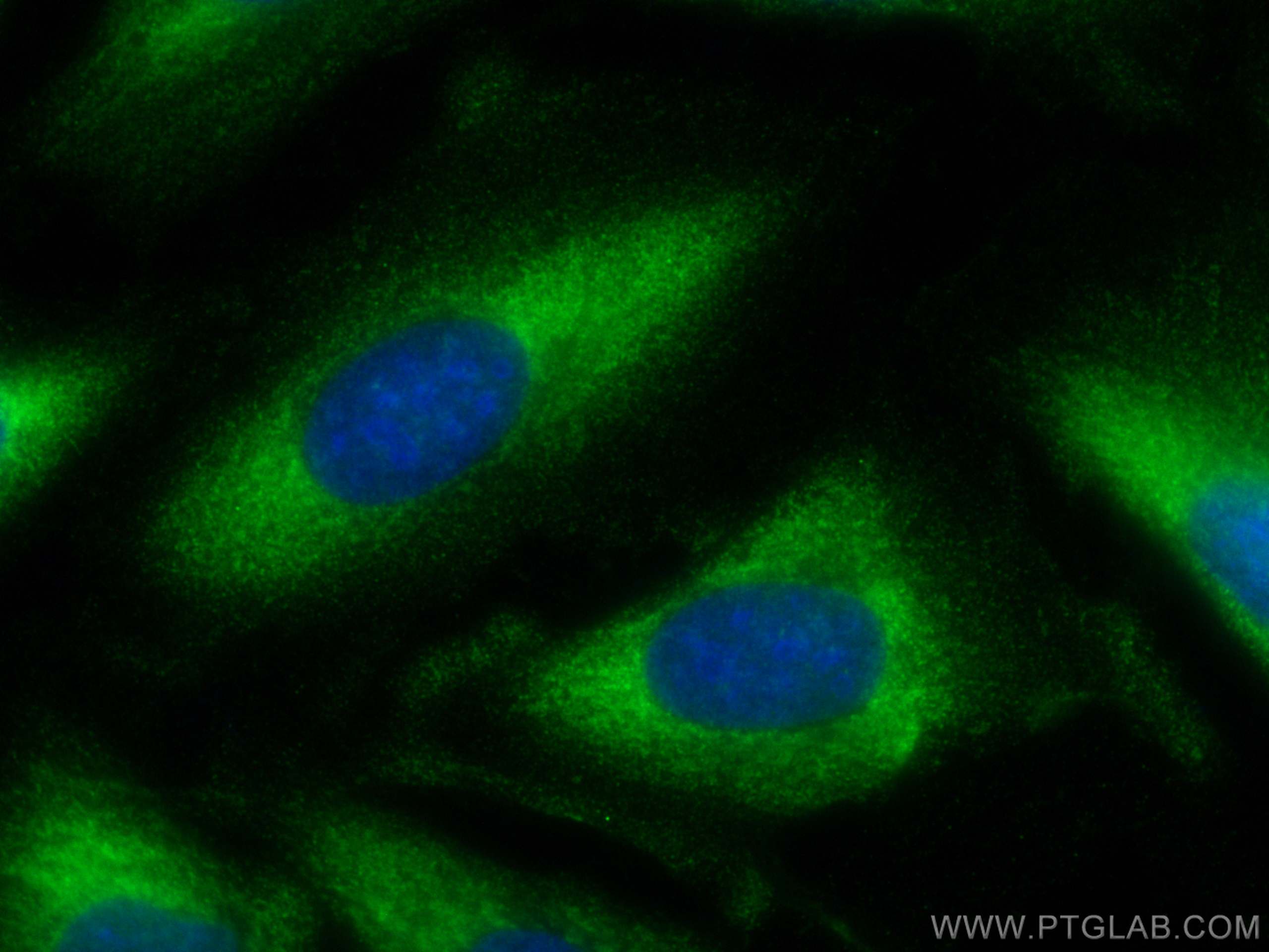 Immunofluorescence (IF) / fluorescent staining of U2OS cells using CoraLite® Plus 488-conjugated HBS1L Monoclonal ant (CL488-68146)