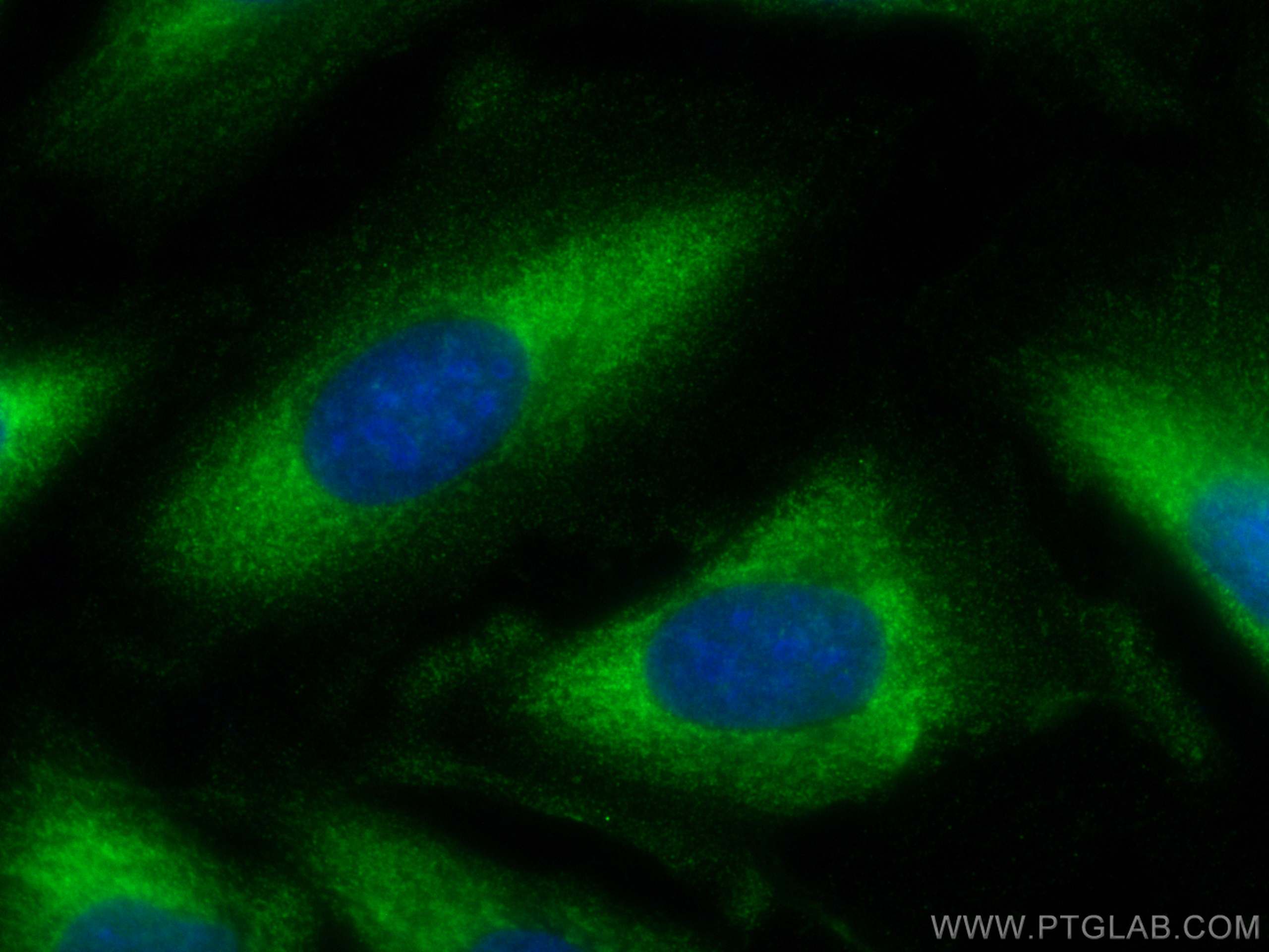 IF Staining of U2OS using CL488-68146