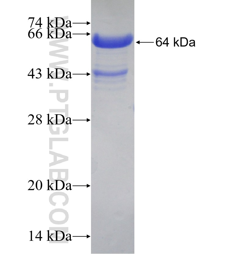 HBS1L fusion protein Ag0388 SDS-PAGE