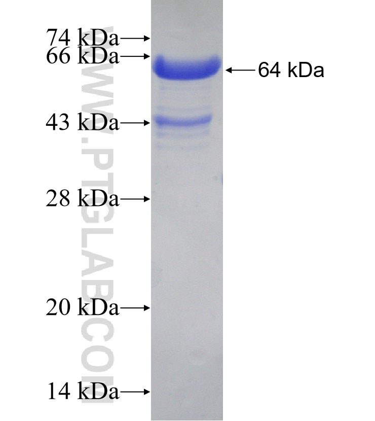 HBS1L fusion protein Ag0388 SDS-PAGE