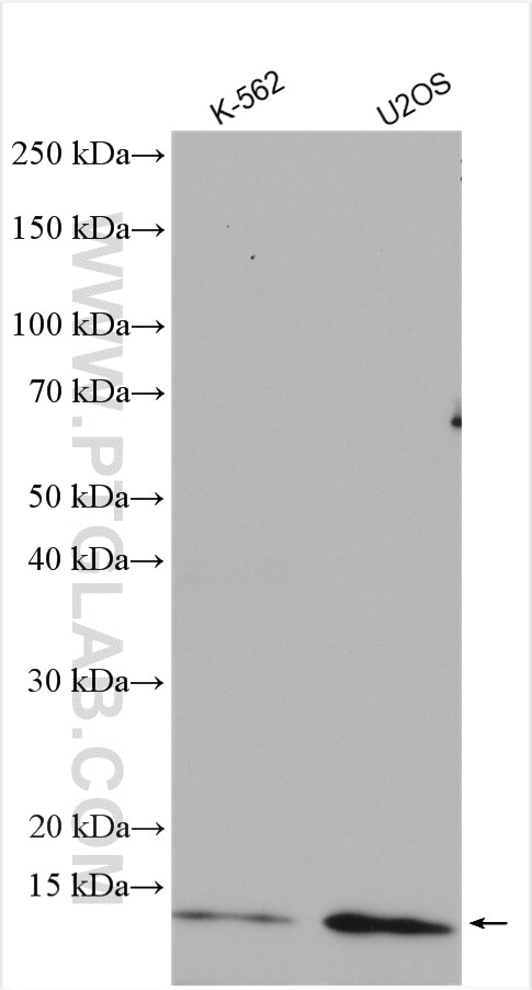 Western Blot (WB) analysis of various lysates using HBXIP Polyclonal antibody (14492-1-AP)