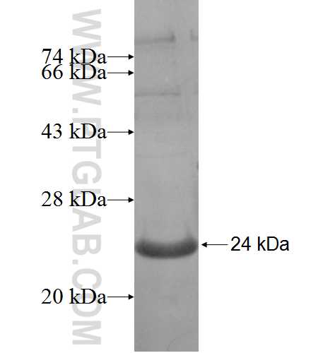HBXIP fusion protein Ag6000 SDS-PAGE