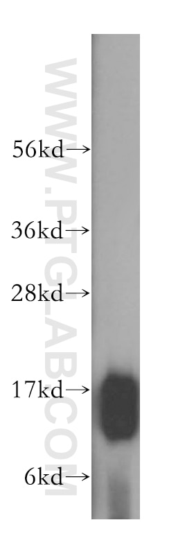 WB analysis of K-562 using 17284-1-AP