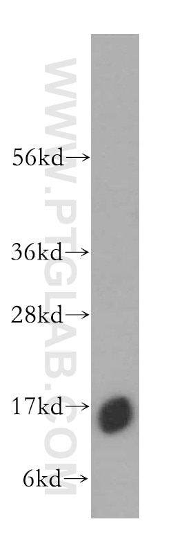 HBZ Polyclonal antibody