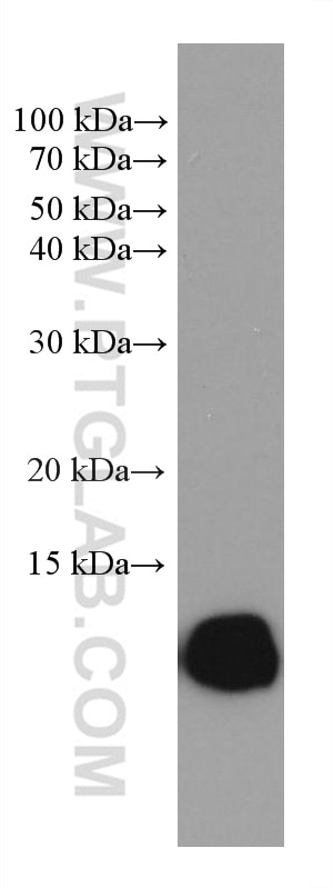 Western Blot (WB) analysis of K-562 cells using HBZ Monoclonal antibody (67878-1-Ig)