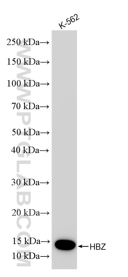 Western Blot (WB) analysis of various lysates using HBZ Recombinant monoclonal antibody (86879-3-RR)