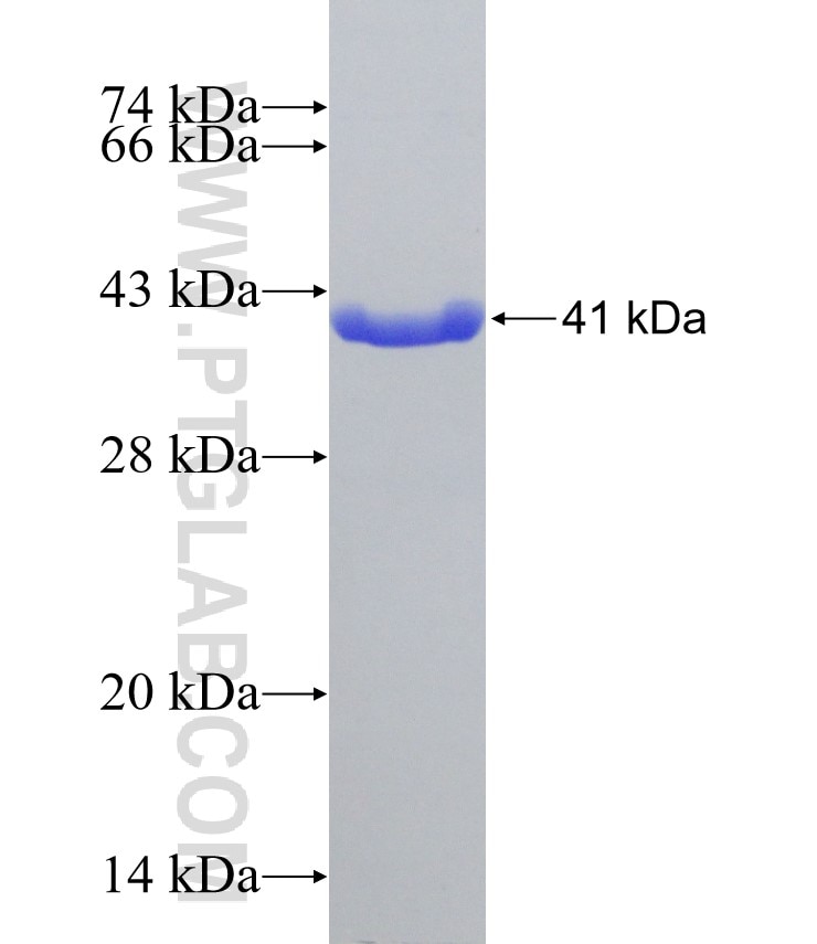 HBZ fusion protein Ag11061 SDS-PAGE