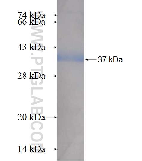 HCCS fusion protein Ag7322 SDS-PAGE