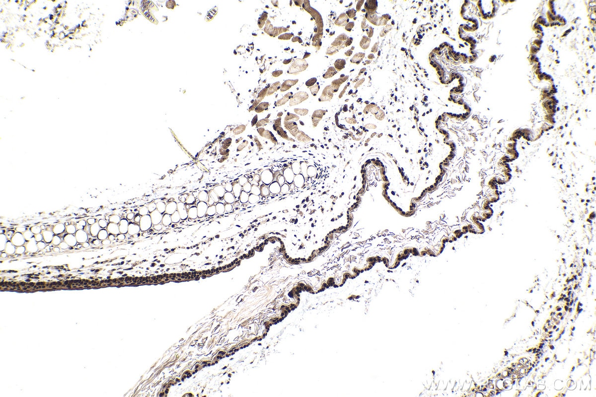 Immunohistochemistry (IHC) staining of mouse skin tissue using HCFC1 Polyclonal antibody (28569-1-AP)