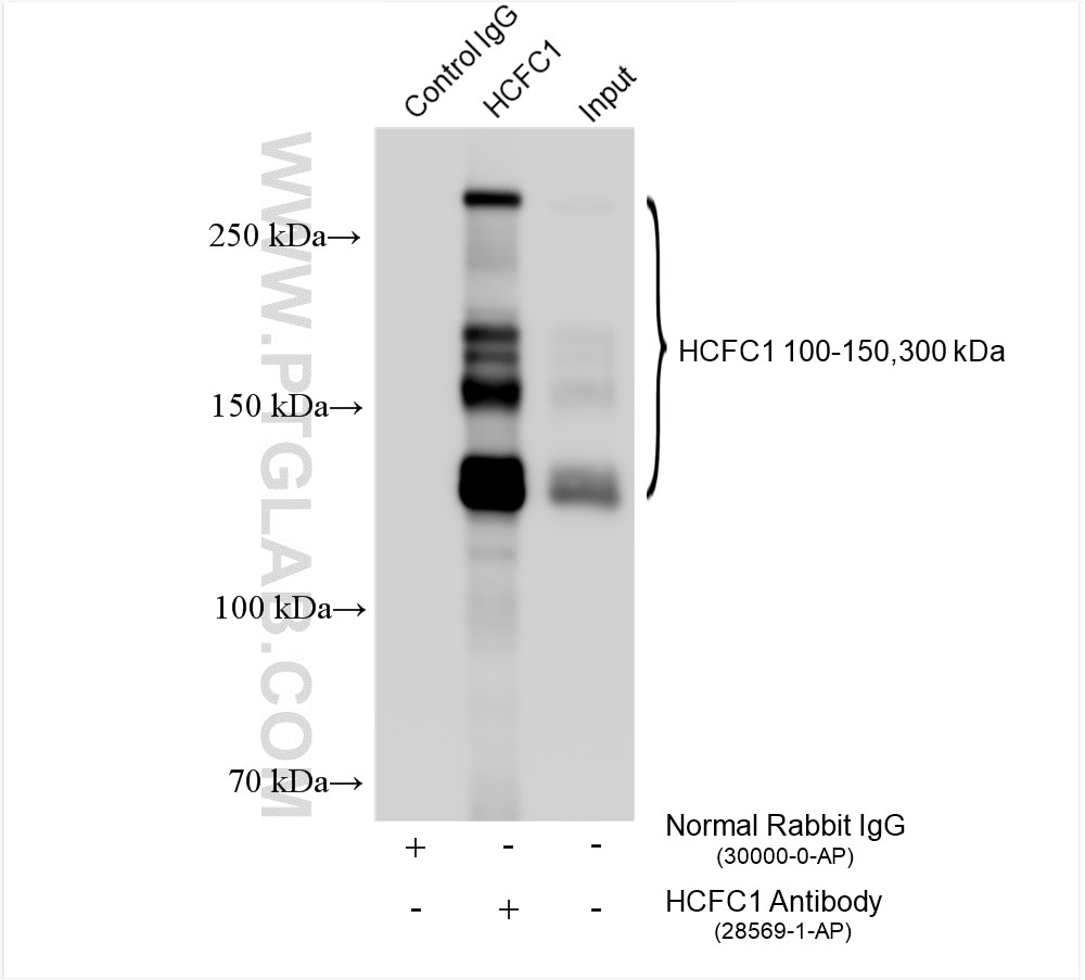 Immunoprecipitation (IP) experiment of HeLa cells using HCFC1 Polyclonal antibody (28569-1-AP)