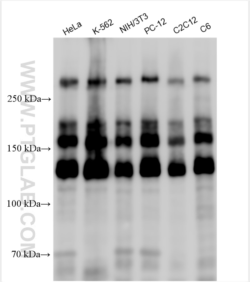Western Blot (WB) analysis of various lysates using HCFC1 Polyclonal antibody (28569-1-AP)