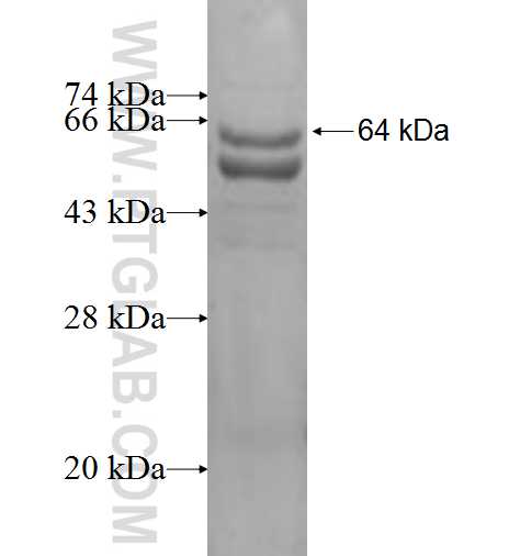 HCFC1 fusion protein Ag6391 SDS-PAGE