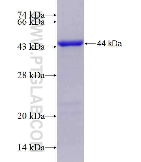 HCFC1 fusion protein Ag6798 SDS-PAGE