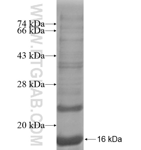 HCFC1R1 fusion protein Ag12106 SDS-PAGE