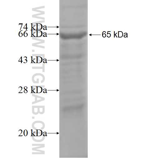 HCFC2 fusion protein Ag4461 SDS-PAGE
